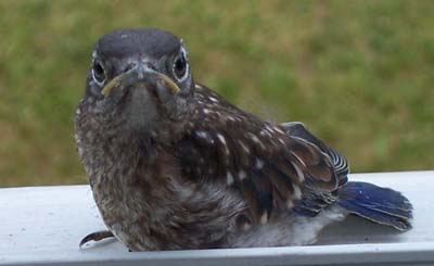 Eastern bluebird fledgling on window sill